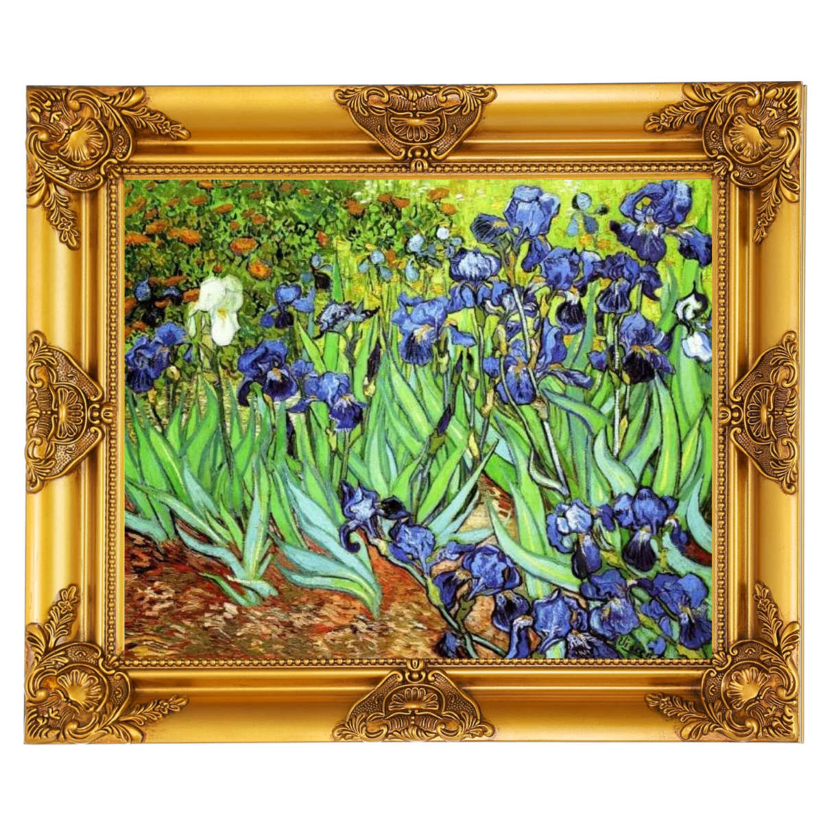 Irises II- Floral Wall Art Prints Decor For Living Room