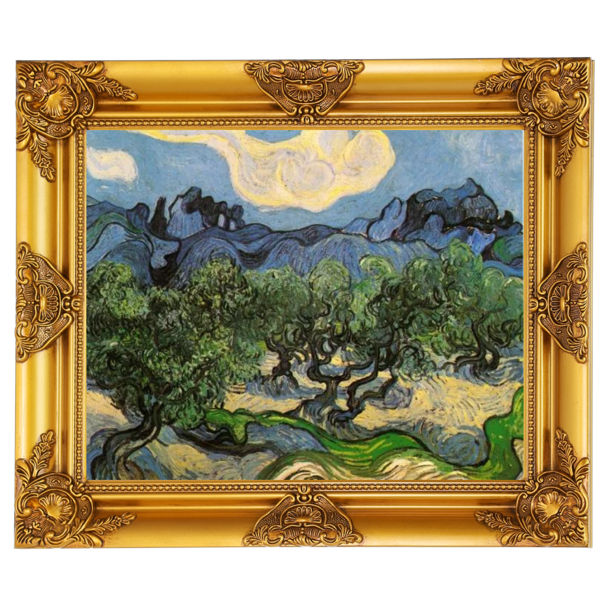 Olive Trees with the Alpilles in the Background