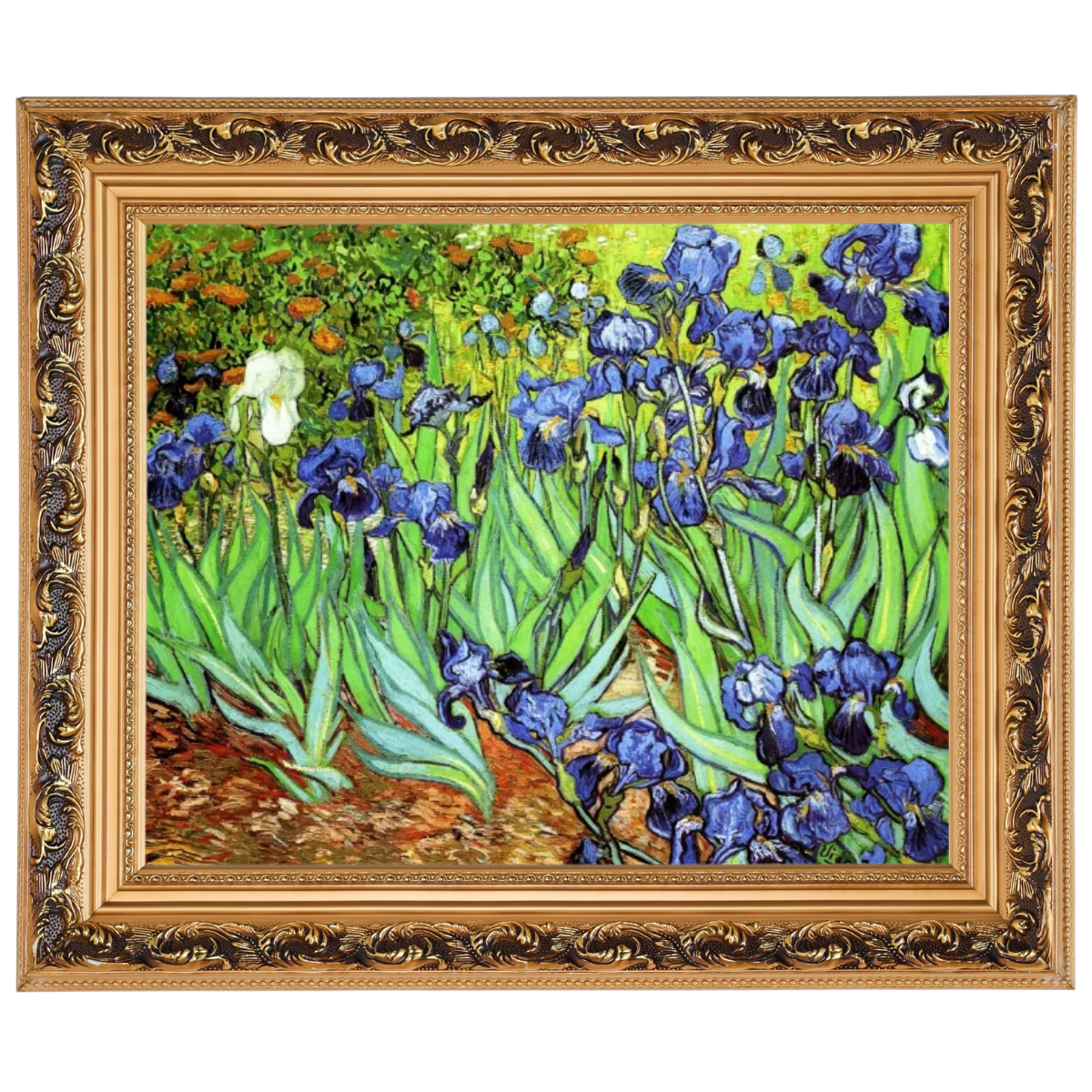Irises II- Floral Wall Art Prints Decor For Living Room