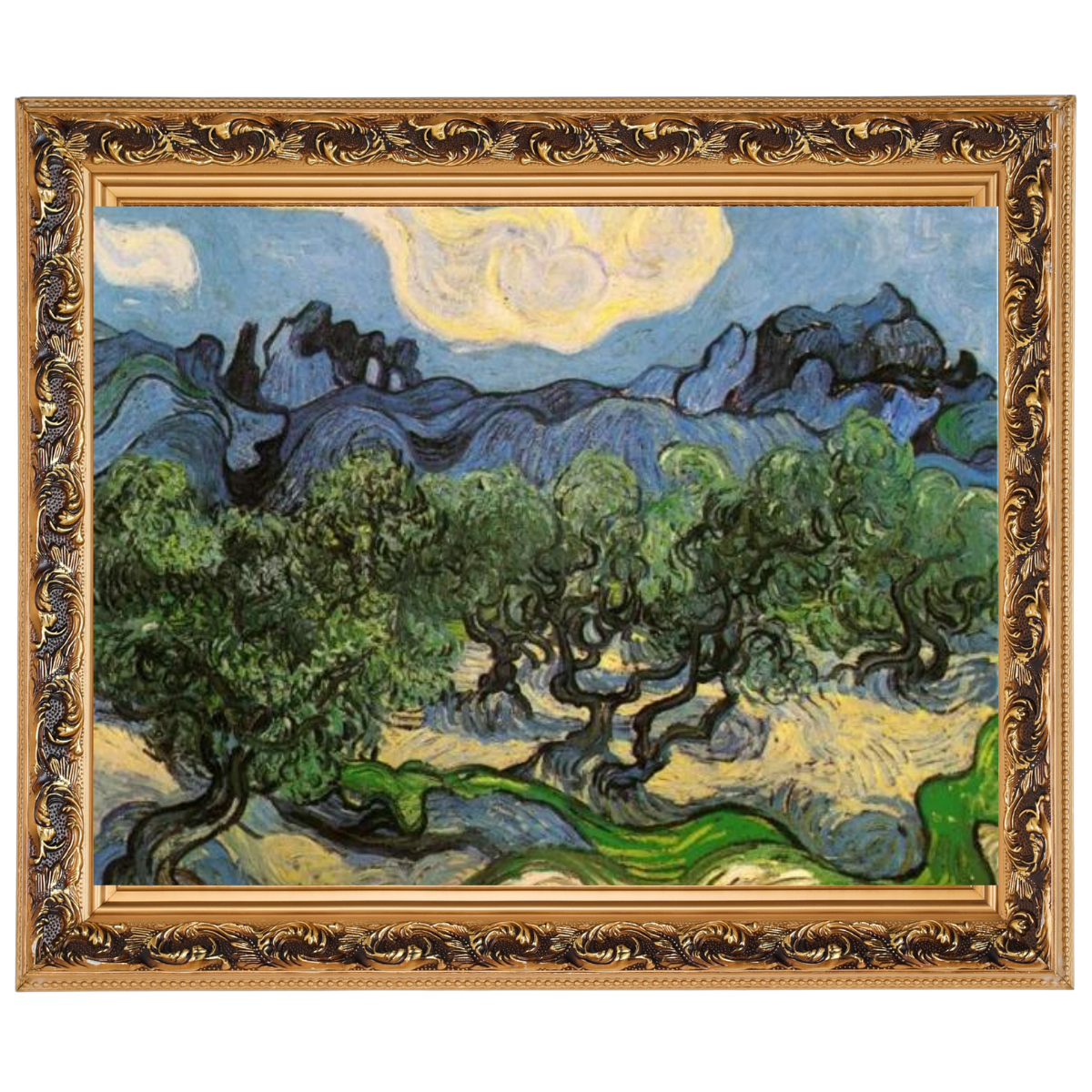 Olive Trees with the Alpilles in the Background