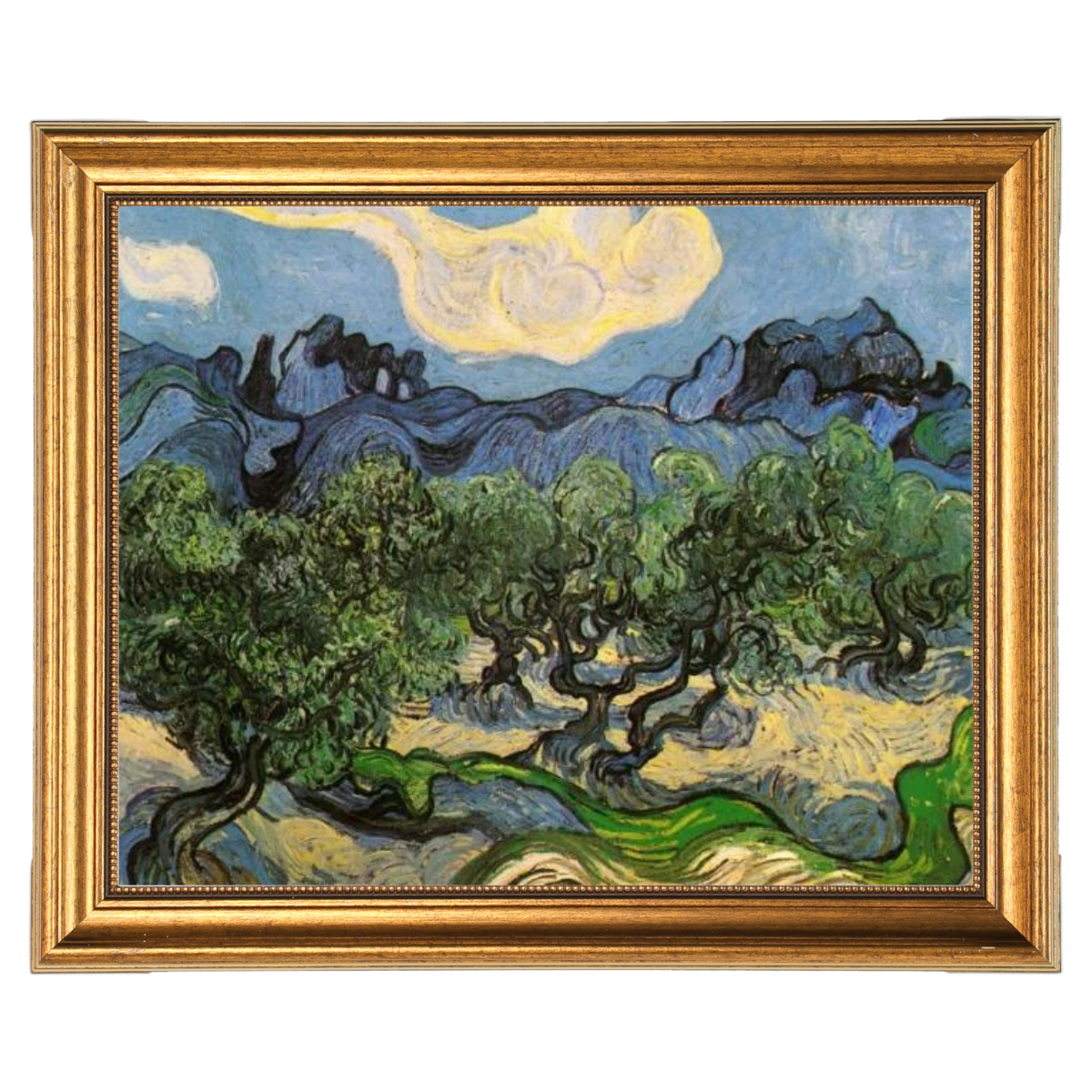 Olive Trees with the Alpilles in the Background