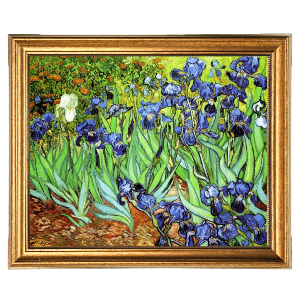 Irises II- Floral Wall Art Prints Decor For Living Room