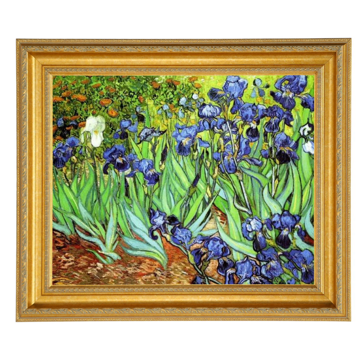 Irises II- Floral Wall Art Prints Decor For Living Room