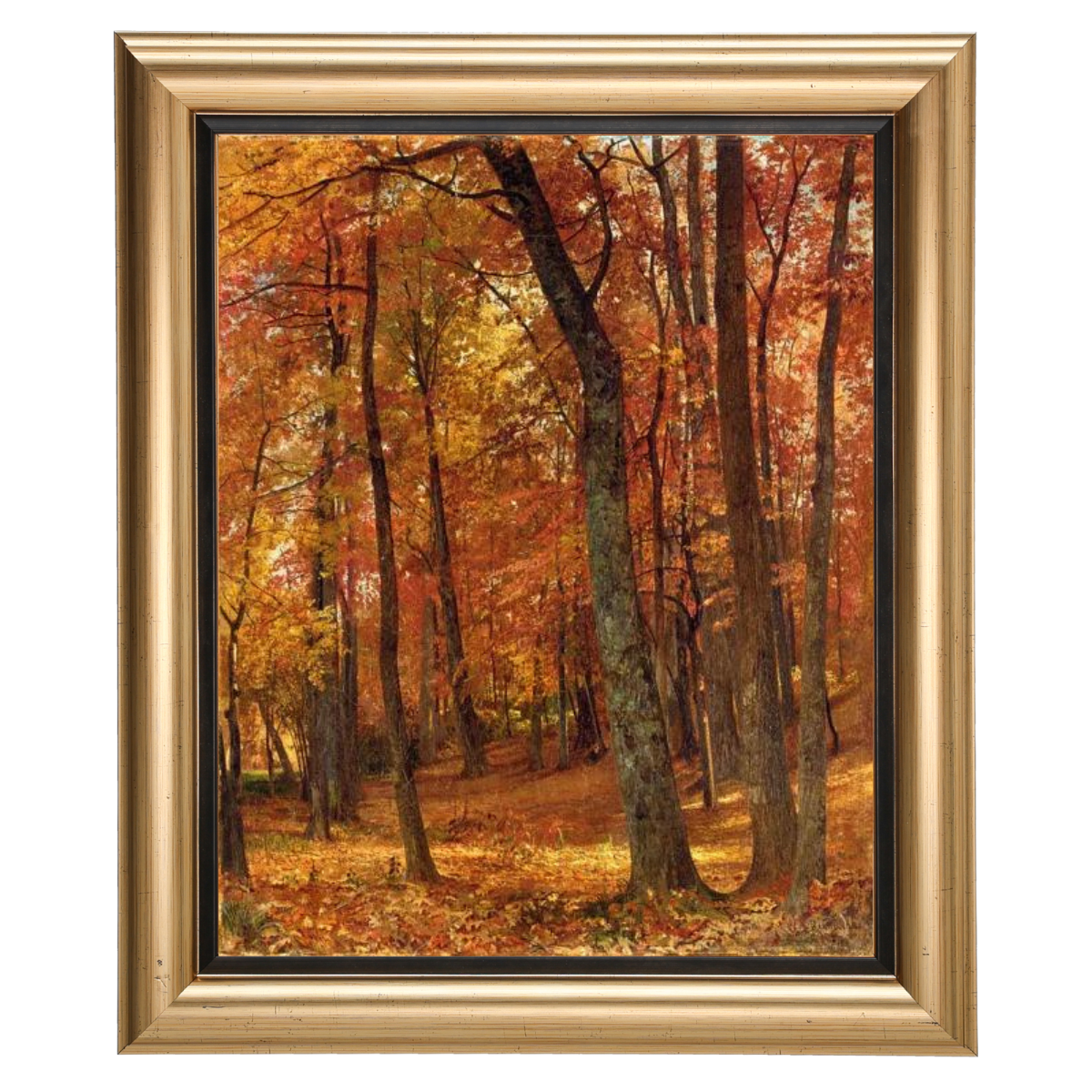 A Forest Interior