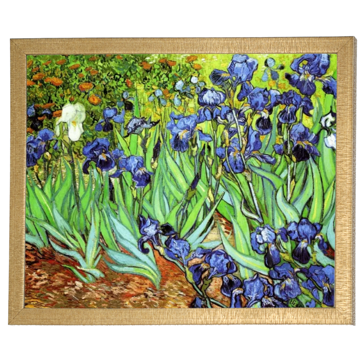 Irises II- Floral Wall Art Prints Decor For Living Room