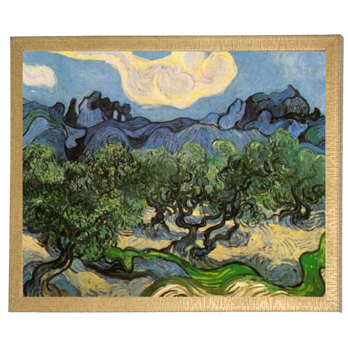 Olive Trees with the Alpilles in the Background