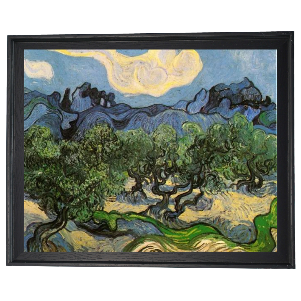 Olive Trees with the Alpilles in the Background