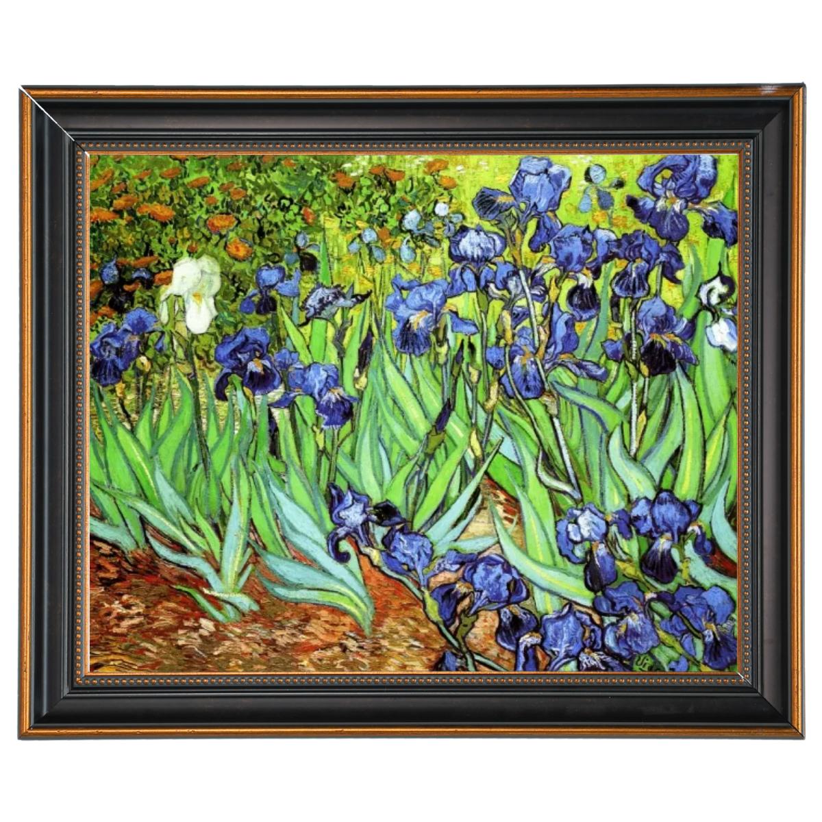Irises II- Floral Wall Art Prints Decor For Living Room
