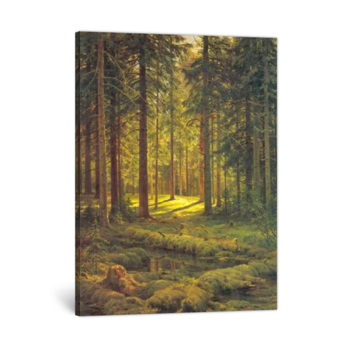 A Coniferous Forest. Sunny Day