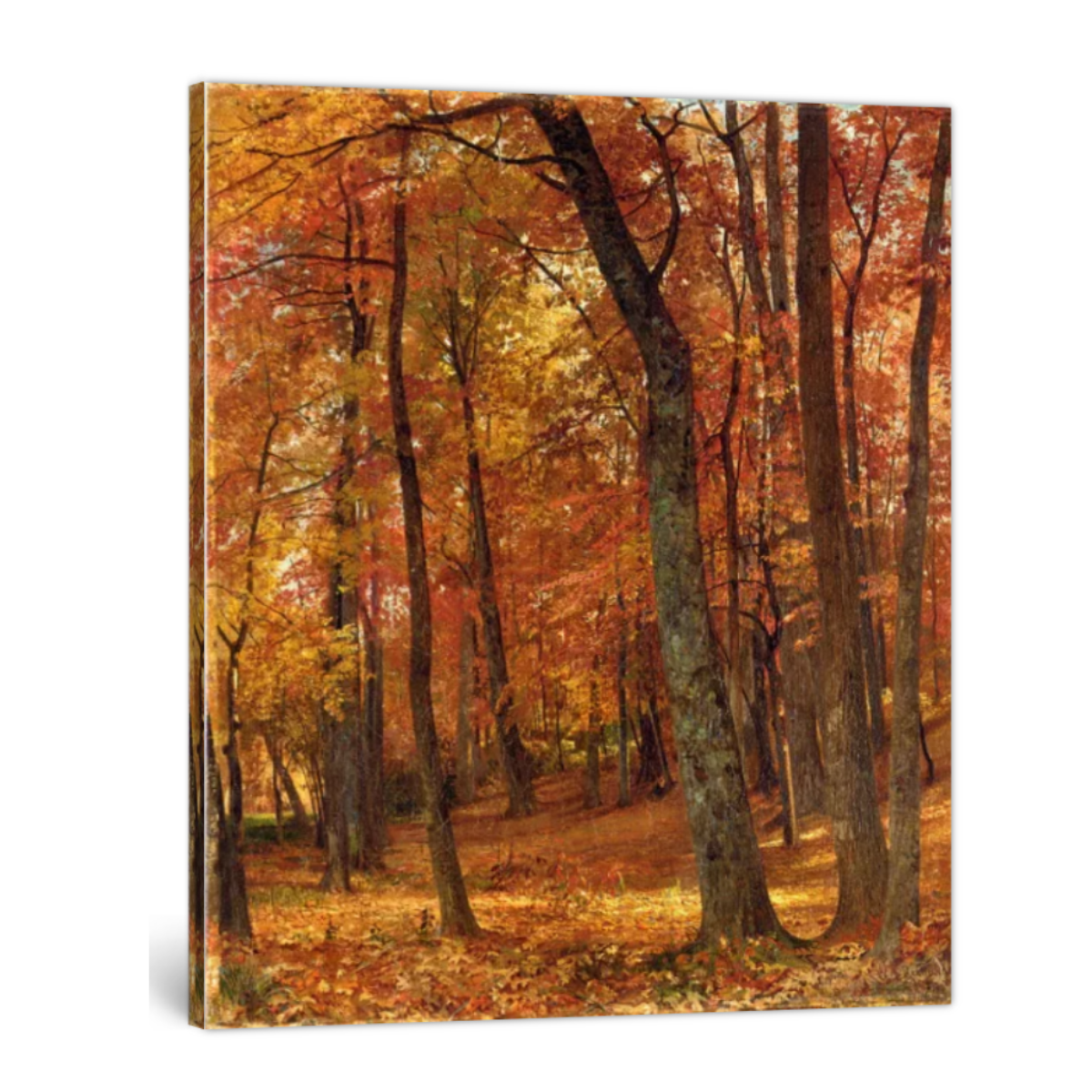 A Forest Interior