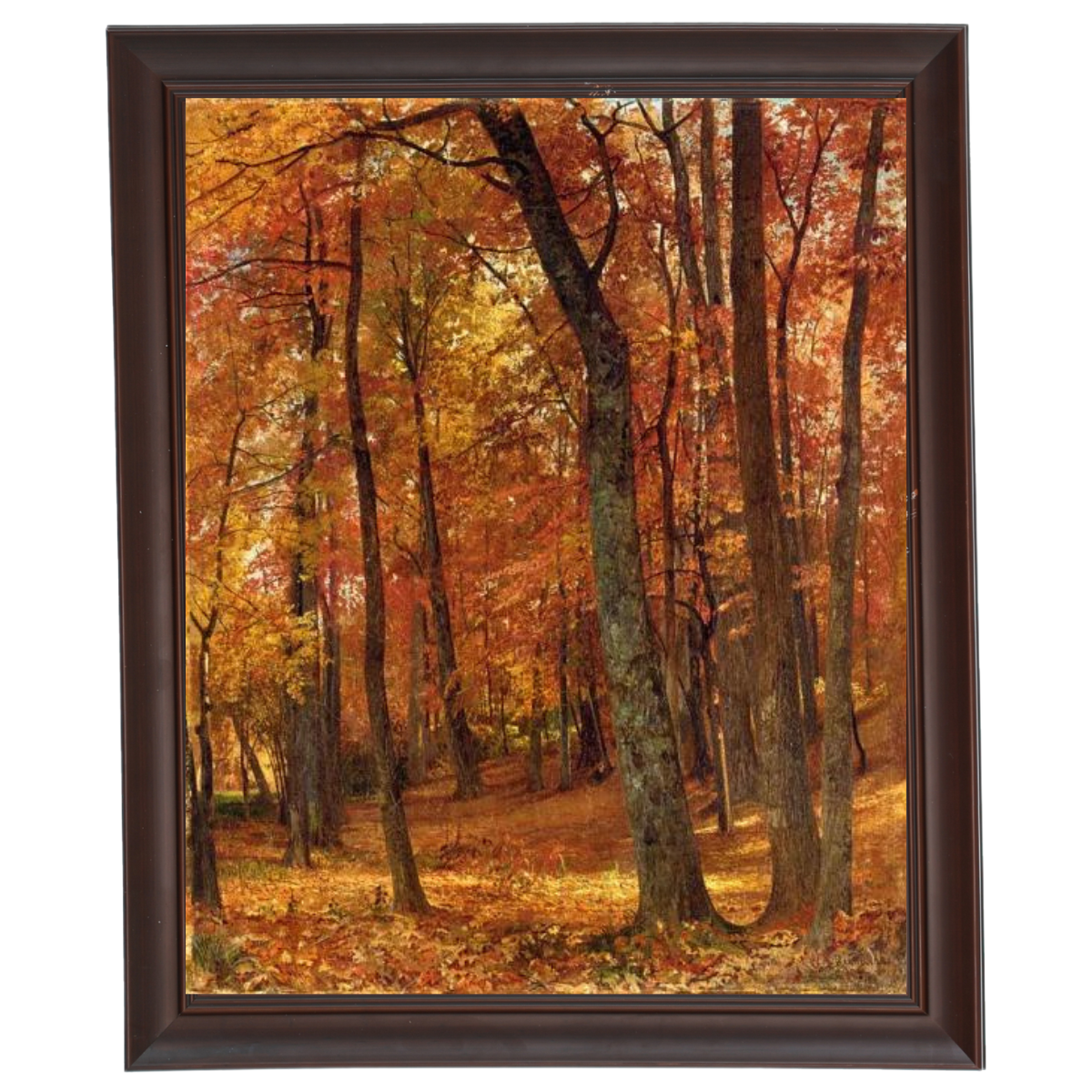 A Forest Interior