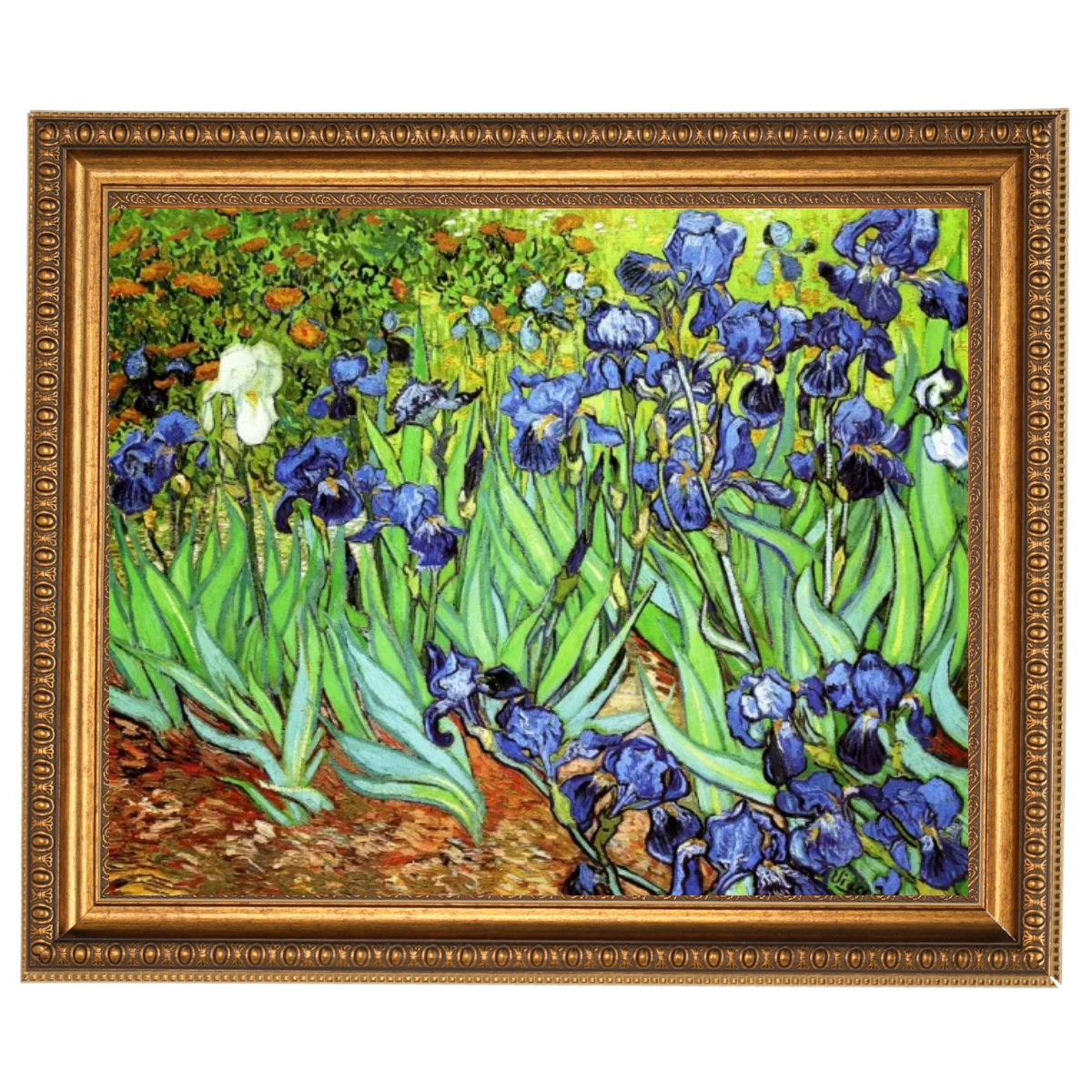 Irises II- Floral Wall Art Prints Decor For Living Room