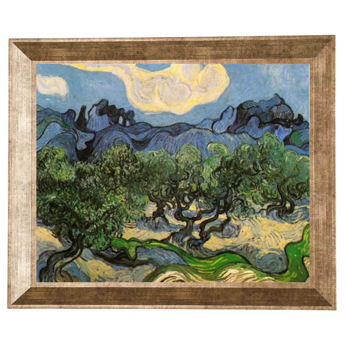 Olive Trees with the Alpilles in the Background