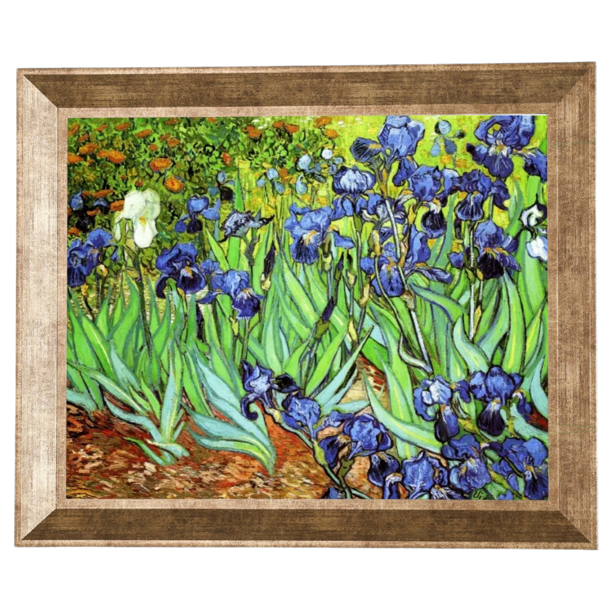 Irises II- Floral Wall Art Prints Decor For Living Room