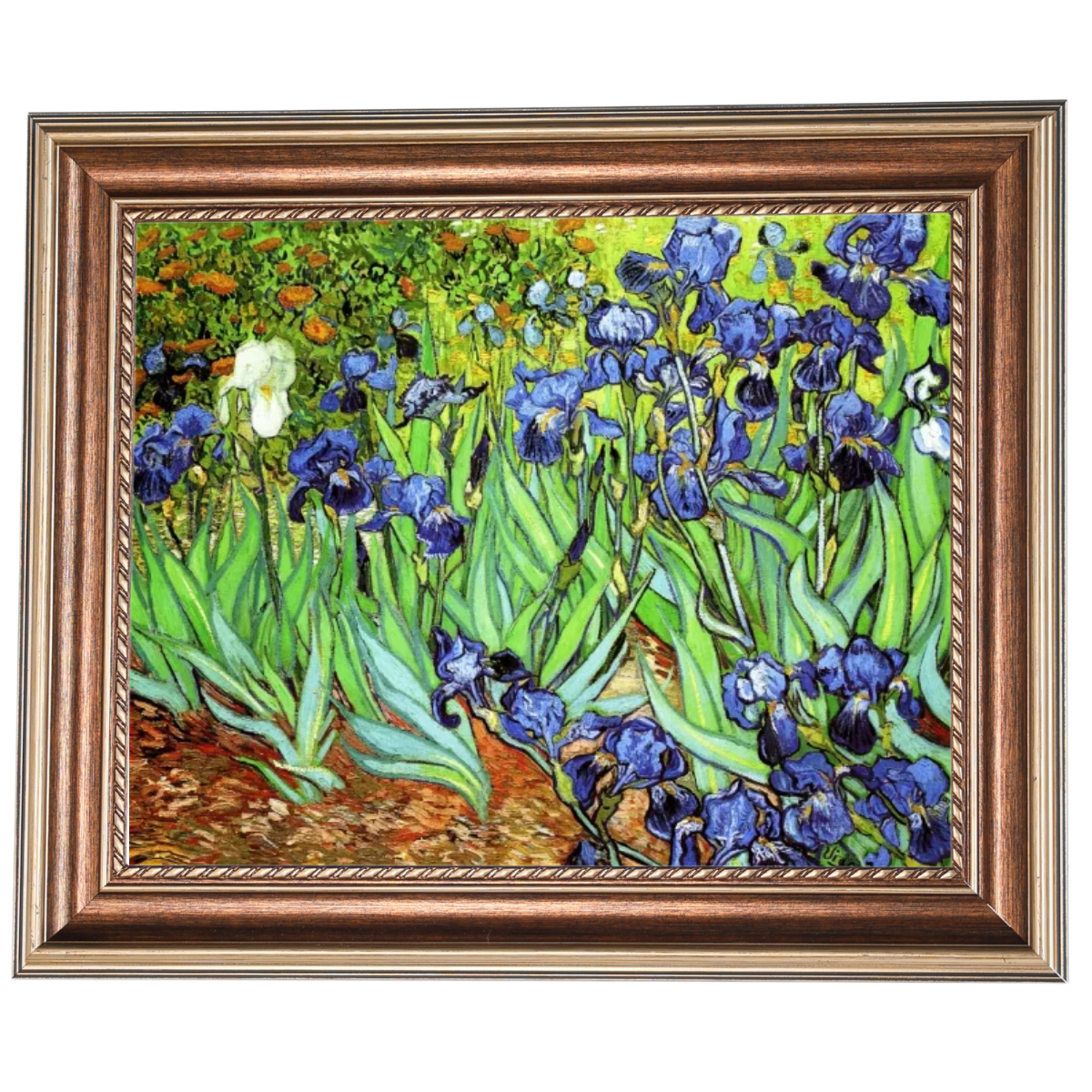Irises II- Floral Wall Art Prints Decor For Living Room