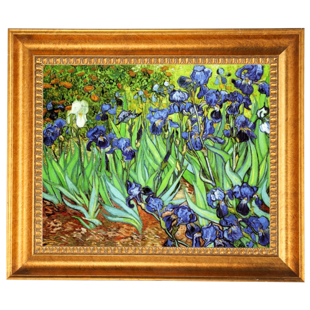 Irises II- Floral Wall Art Prints Decor For Living Room