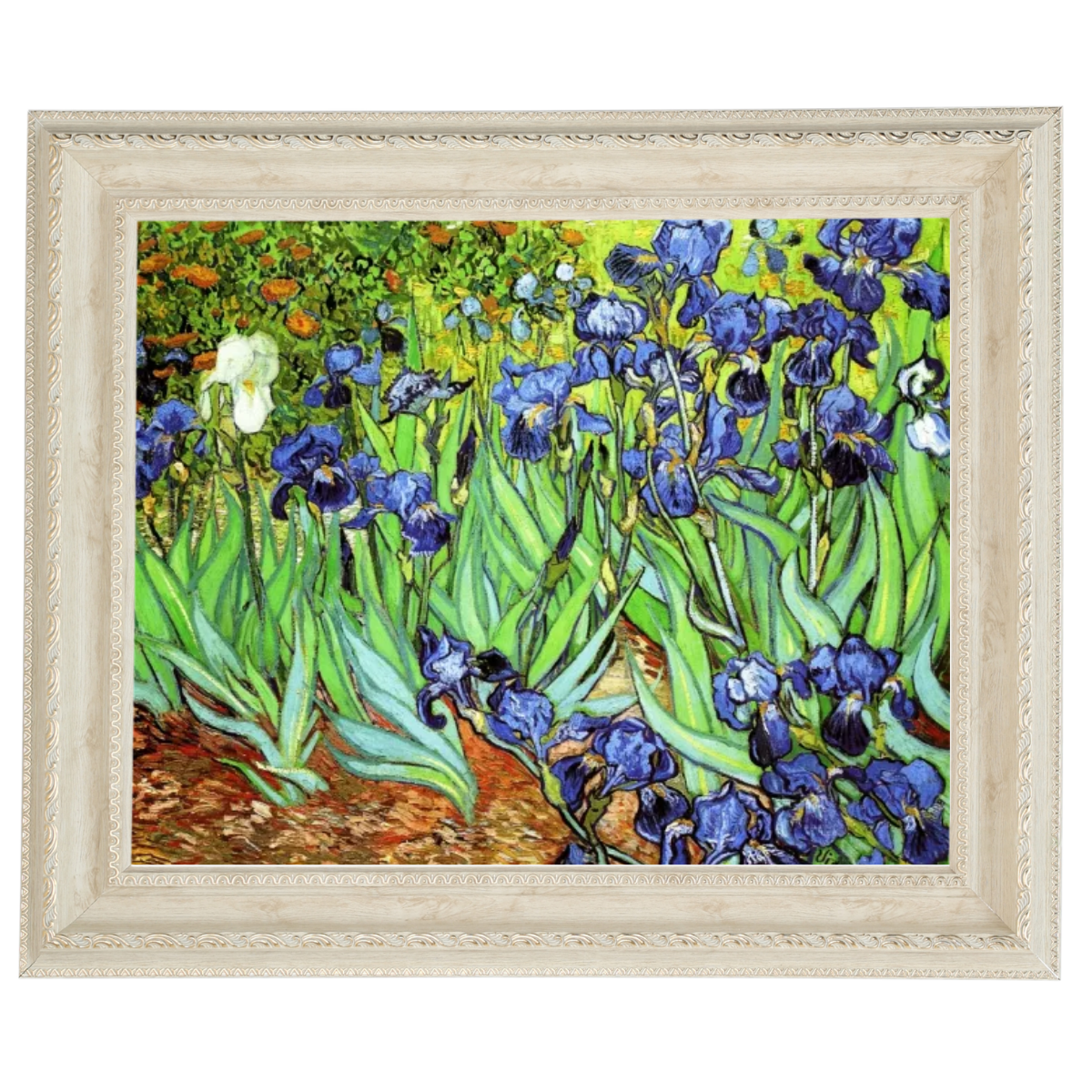 Irises II- Floral Wall Art Prints Decor For Living Room