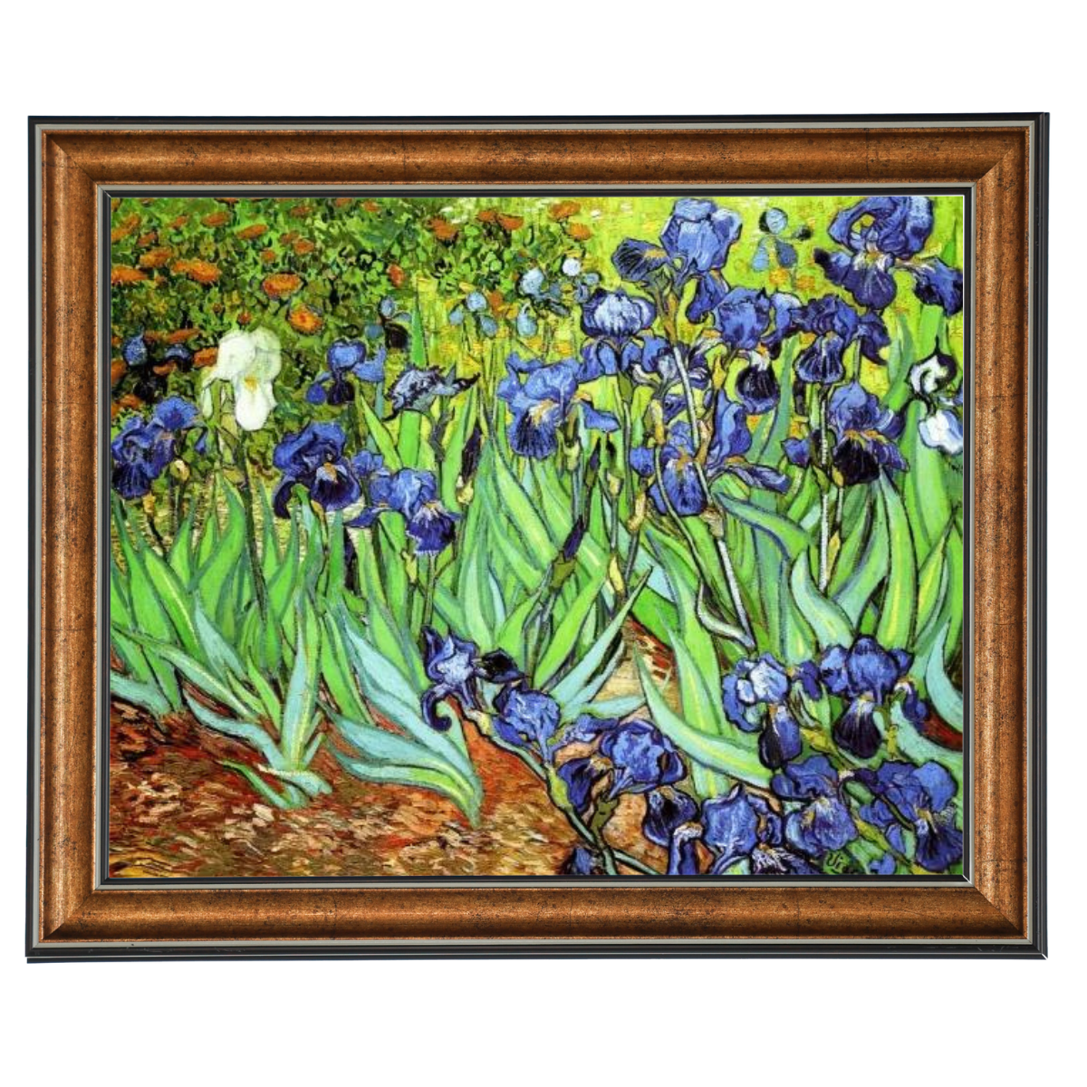 Irises II- Floral Wall Art Prints Decor For Living Room
