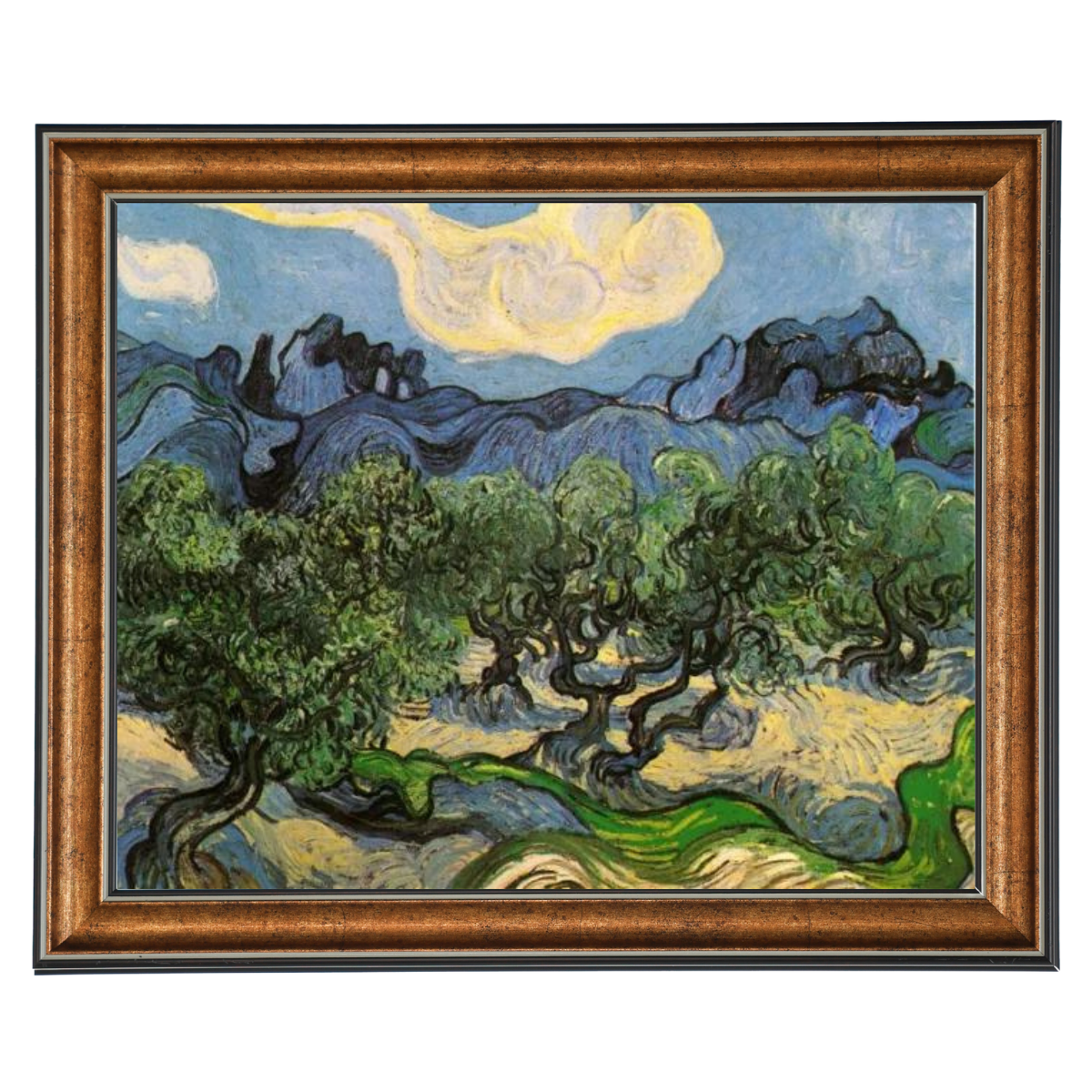 Olive Trees with the Alpilles in the Background