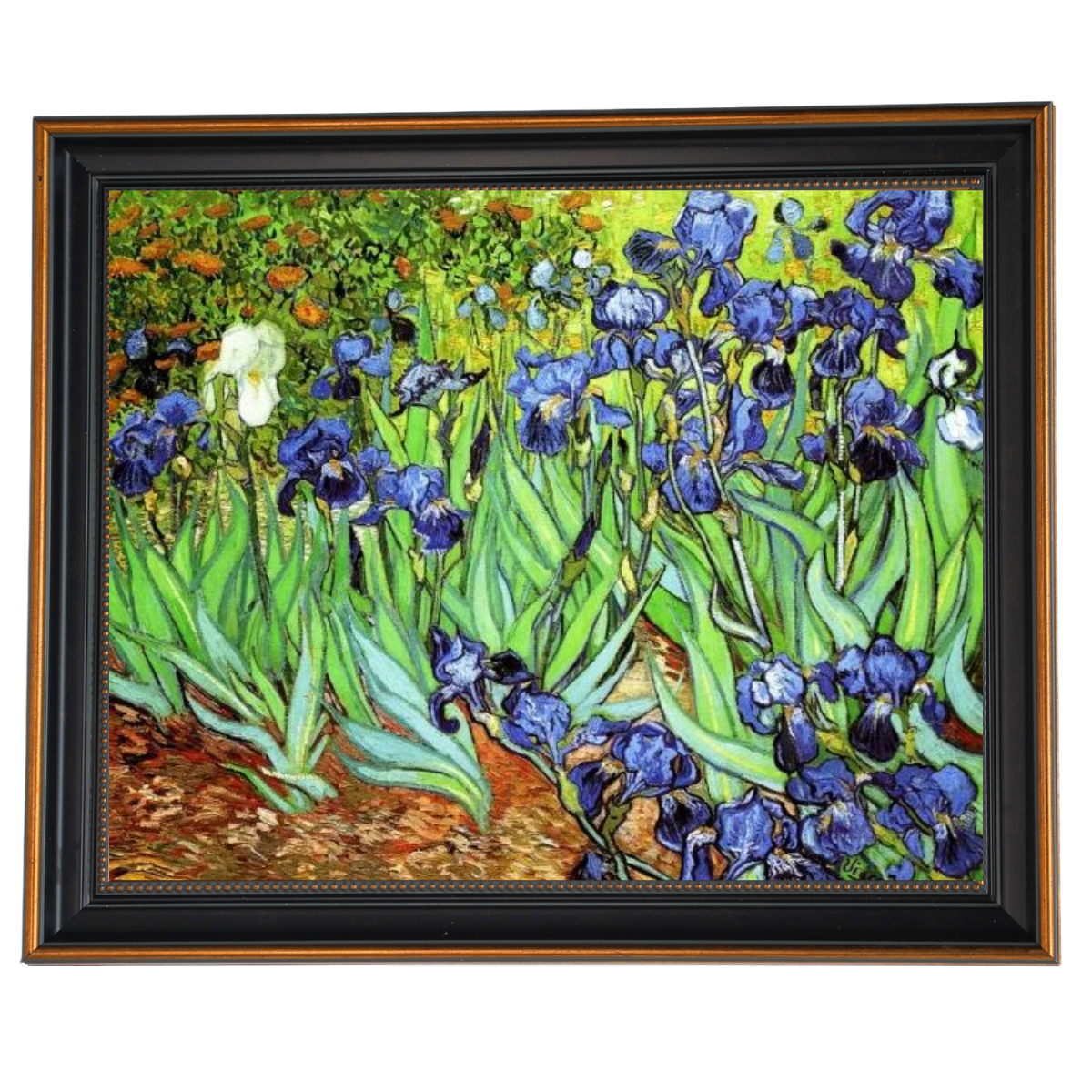 Irises II- Floral Wall Art Prints Decor For Living Room