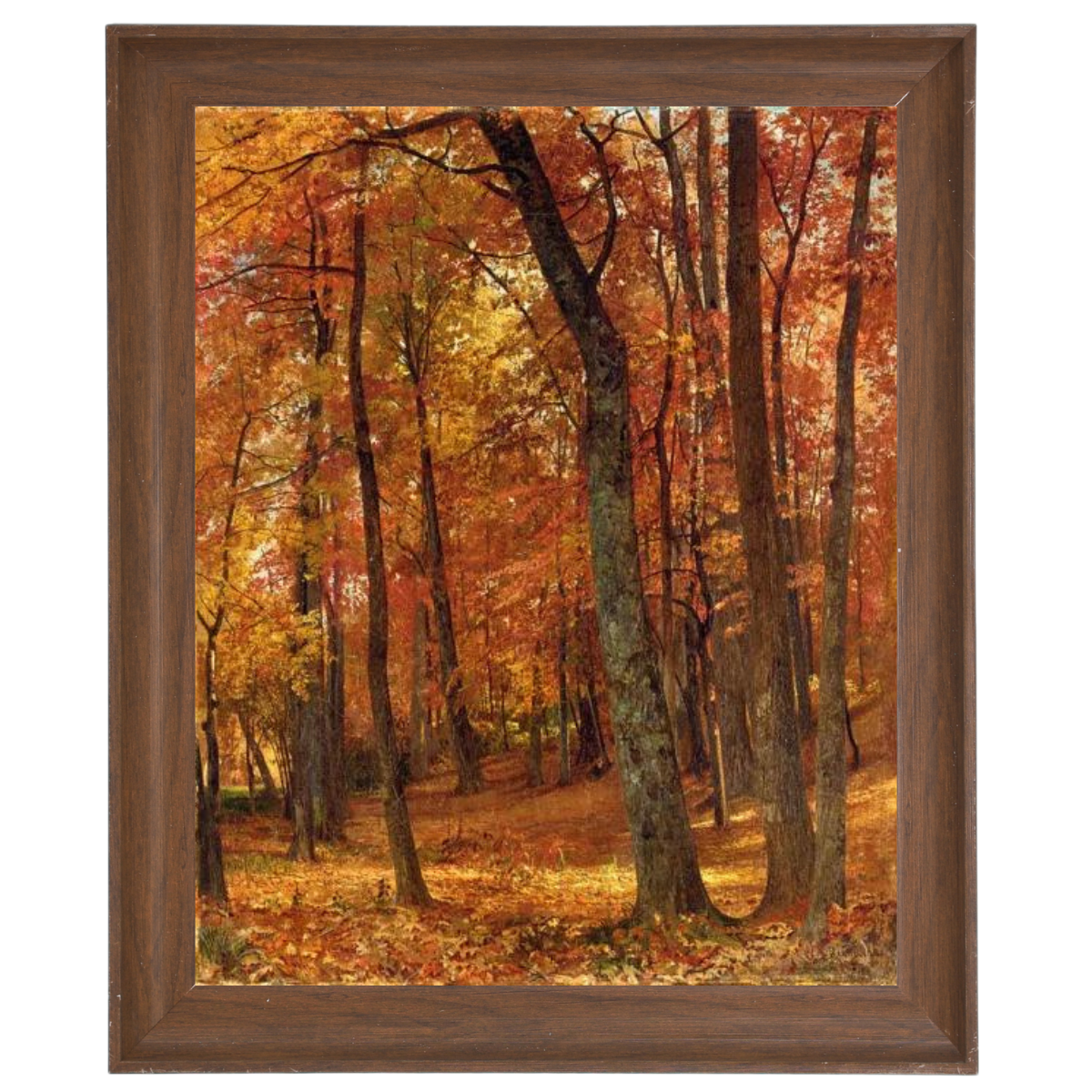 A Forest Interior