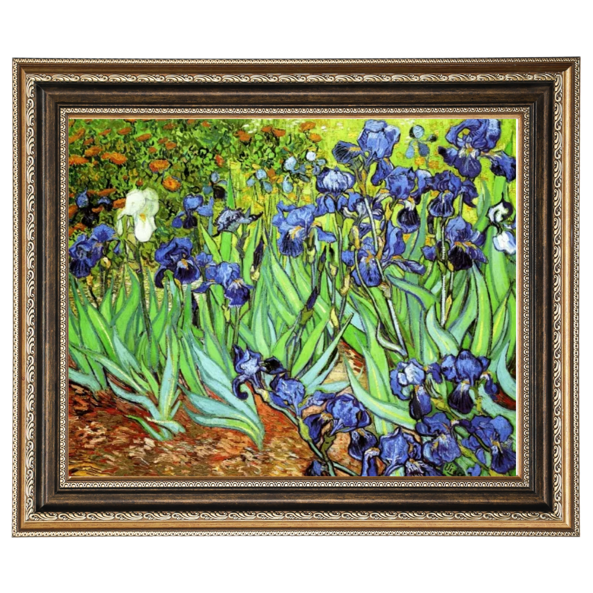 Irises II- Floral Wall Art Prints Decor For Living Room