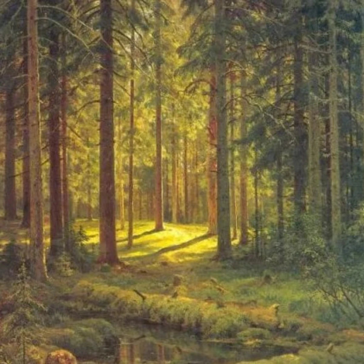 A Coniferous Forest. Sunny Day