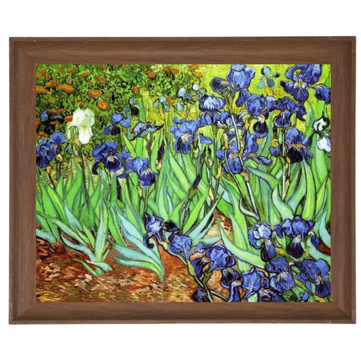 Irises II- Floral Wall Art Prints Decor For Living Room